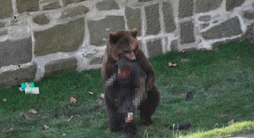 飼養員被熊攻擊遇難的悲劇與反思