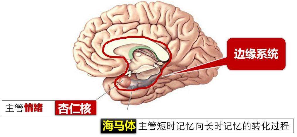月光之子