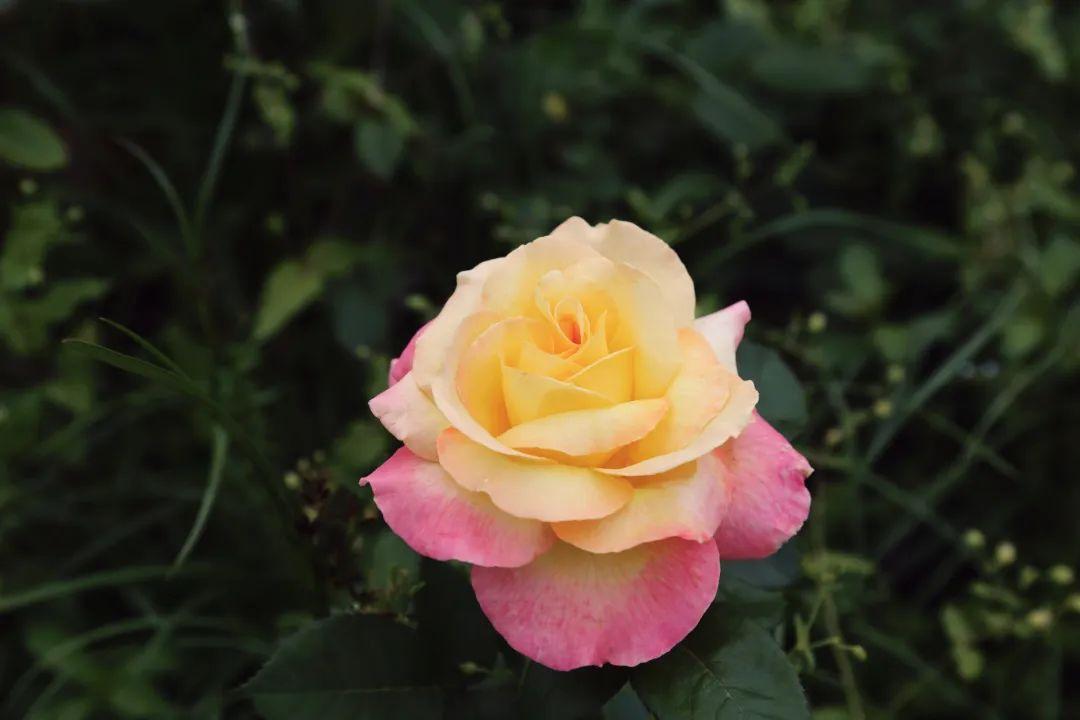 一路繁花啥意思